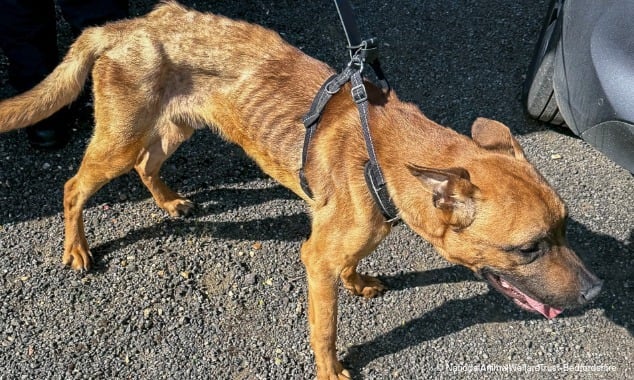 landing page images-EOY-Pet-Food-Drive-Dog