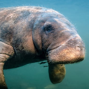 manatee-appreciation-day