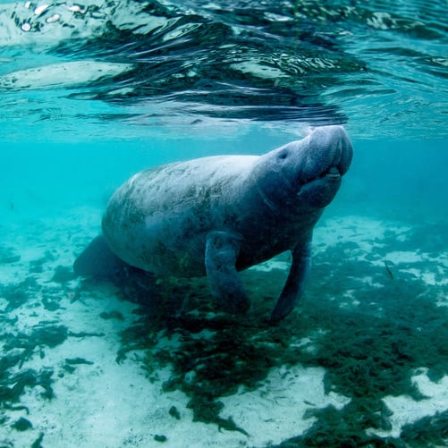 Manatees: What You May Not Know About These Gentle Giants