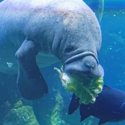 manatees2