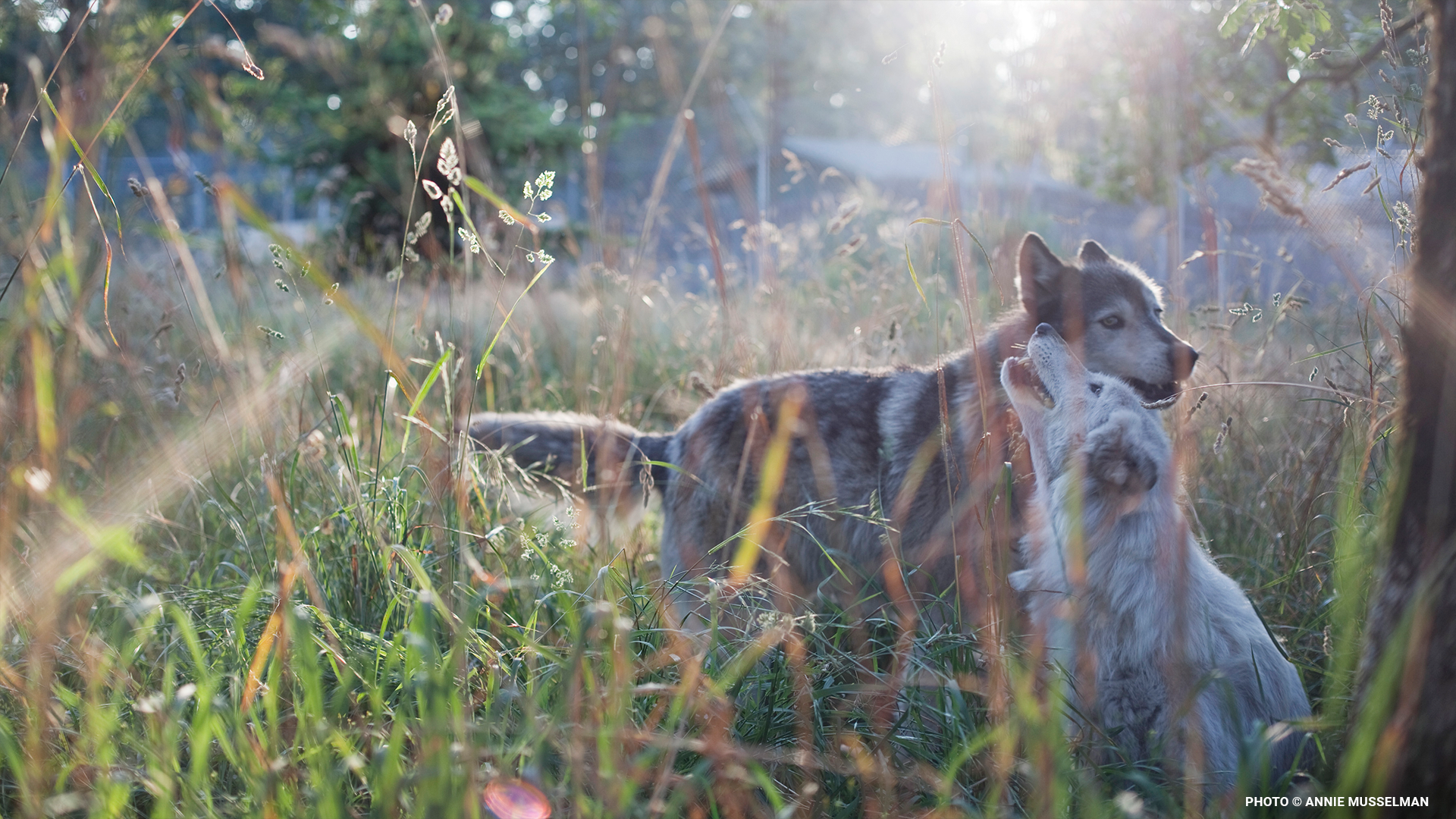 maywolfblog2