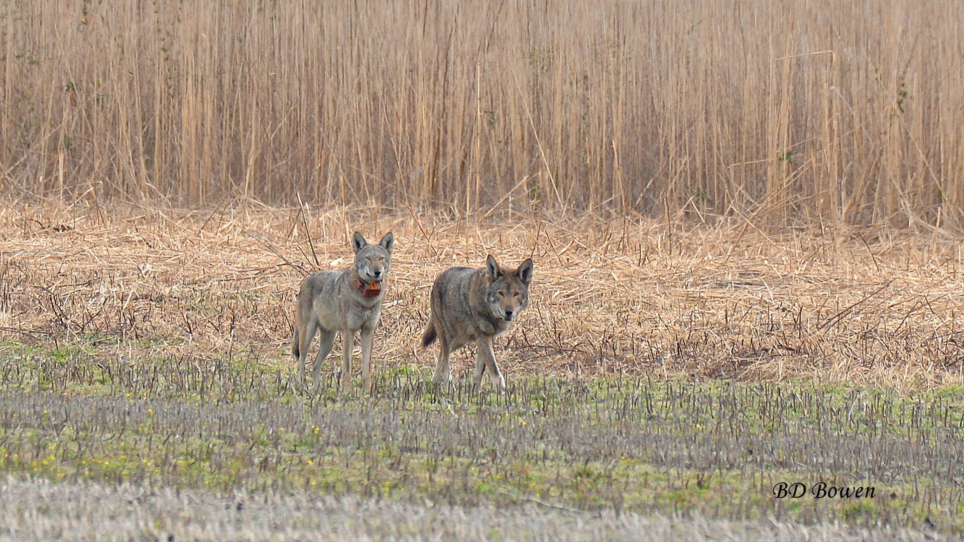 maywolfblog3