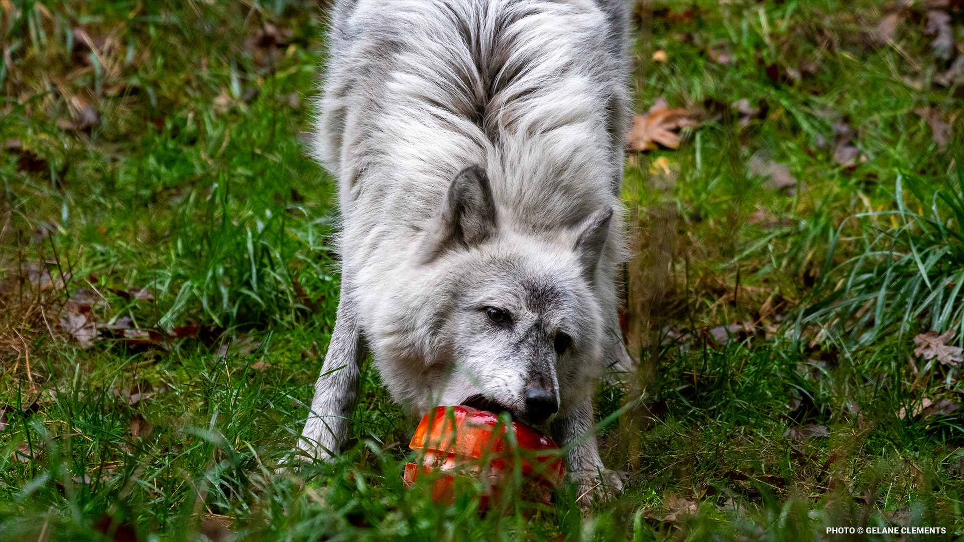 maywolfblog4