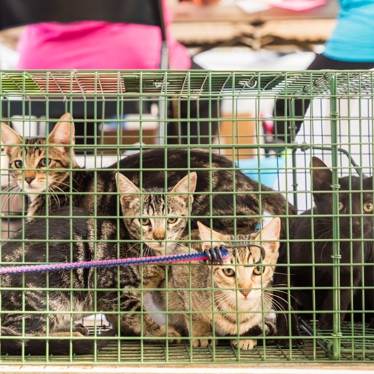 overpopulation-cats-kauai overpopulation-cats-kauai