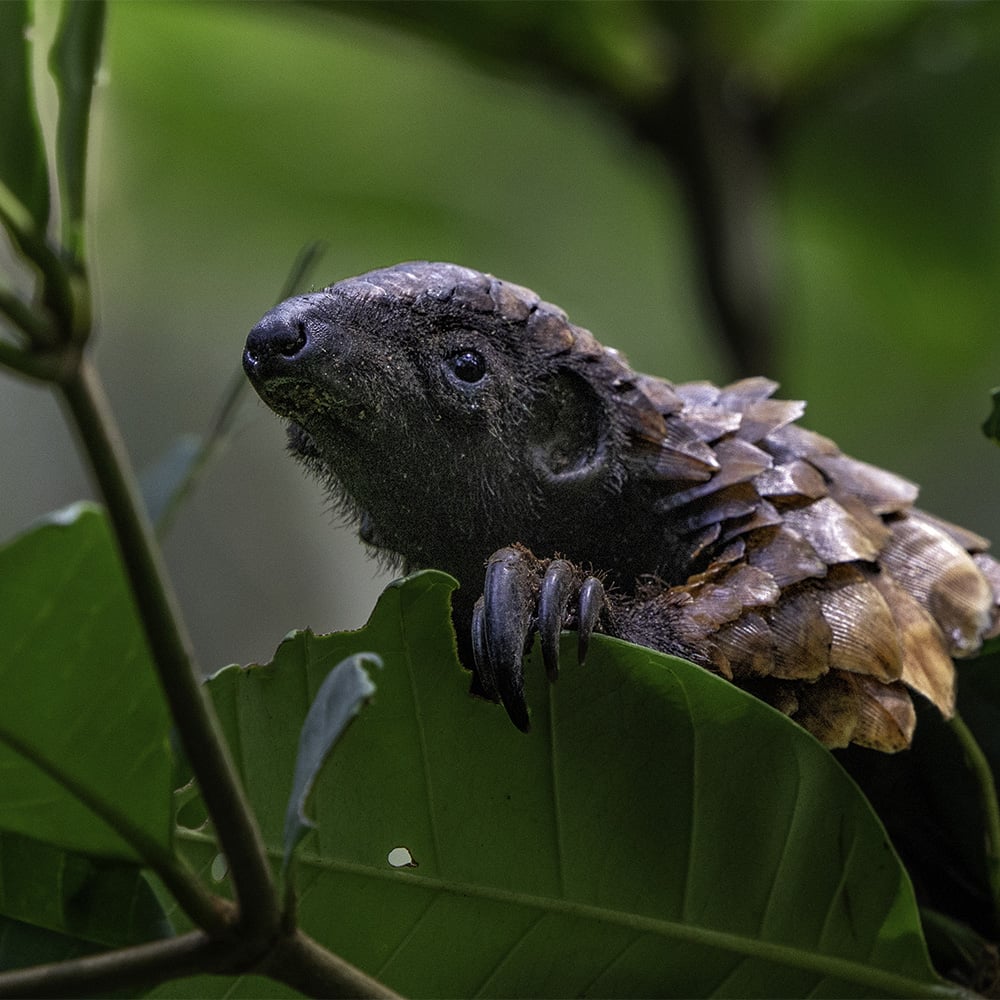 pangolin