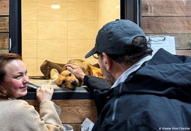 Petting dog in kennel