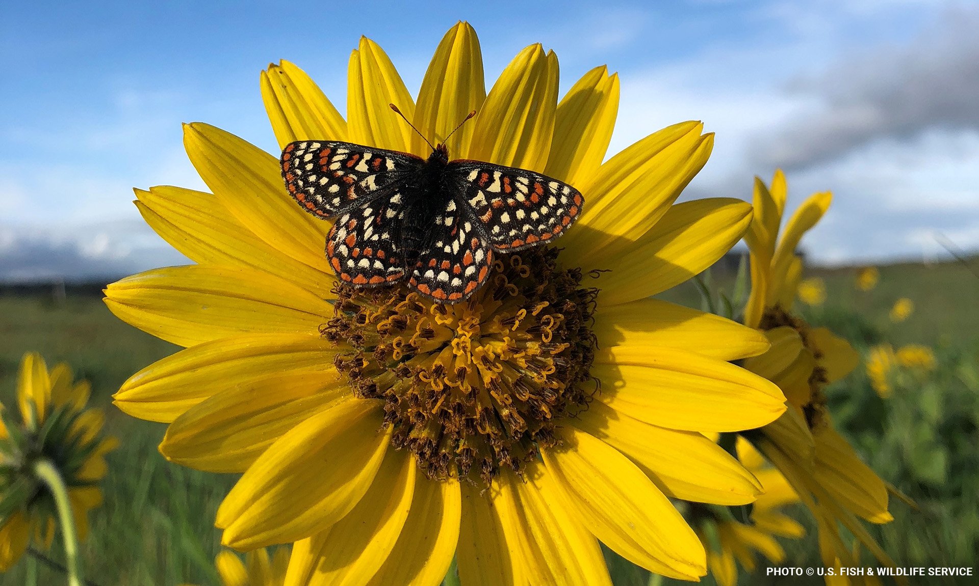 pugetpollinatorblog4