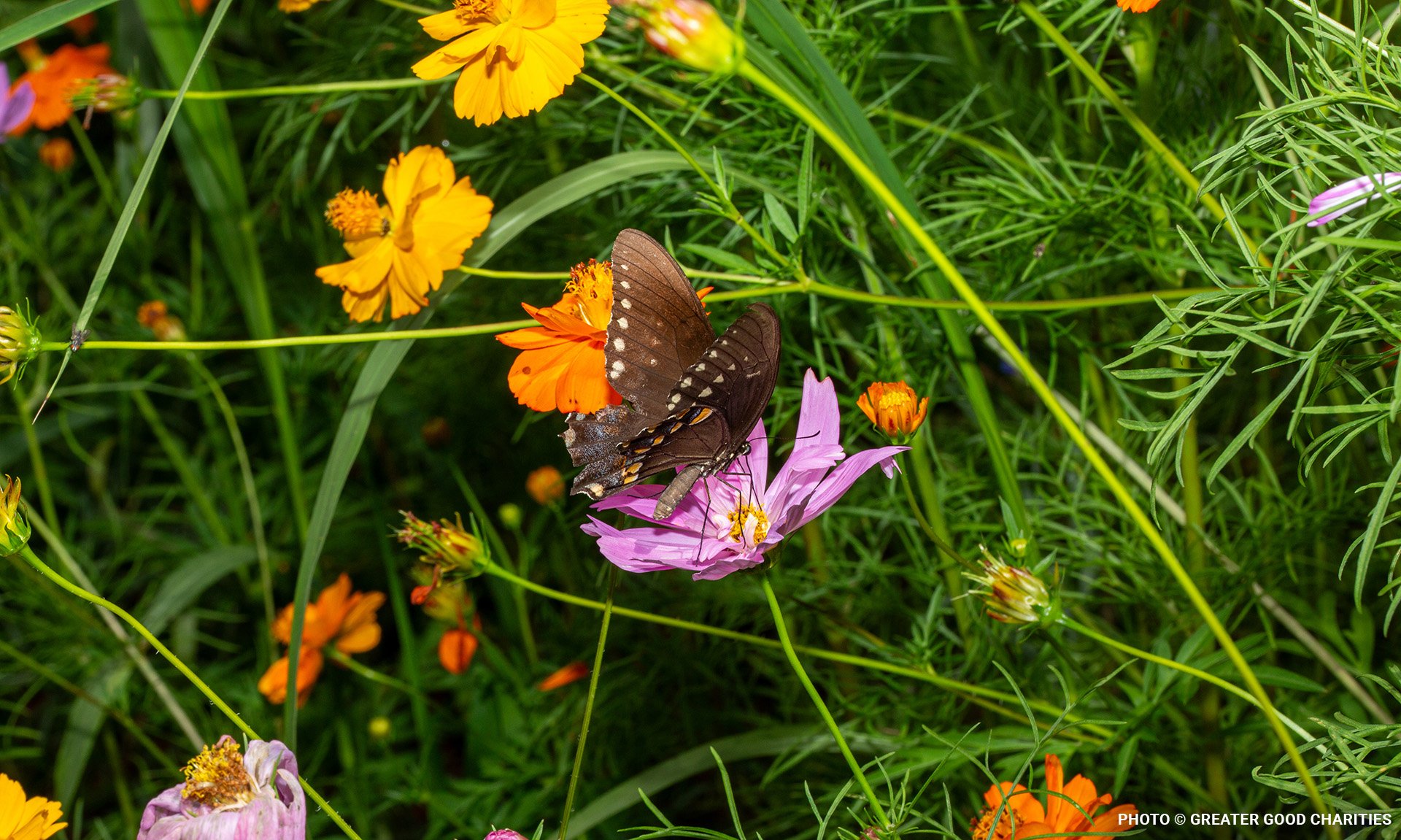 pugetpollinatorblog8
