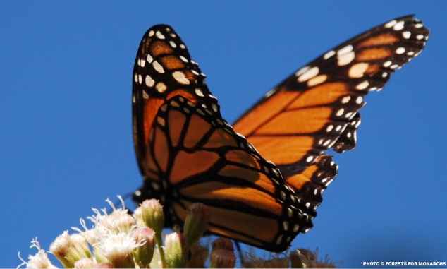 row2pollinator