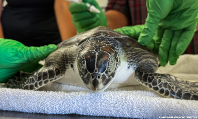 seaturtle634x380