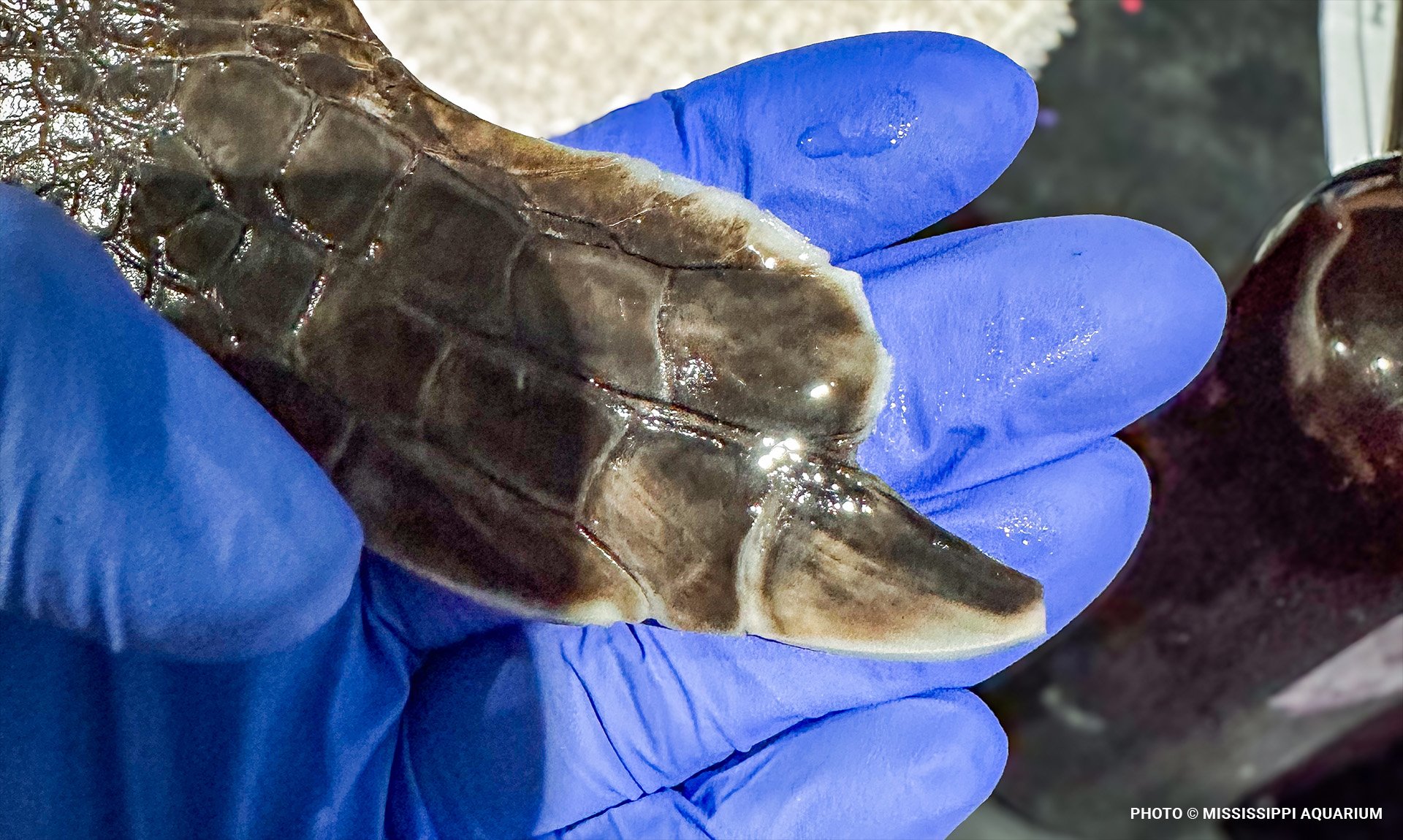seaturtleblog10
