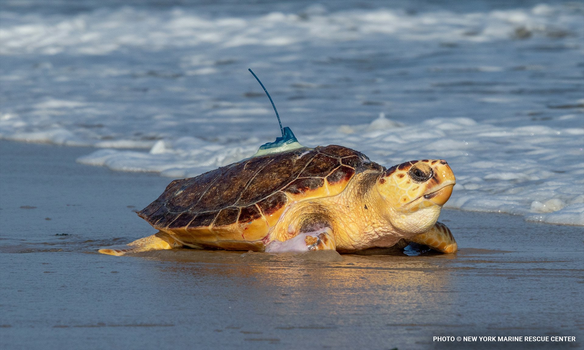 seaturtleblog12