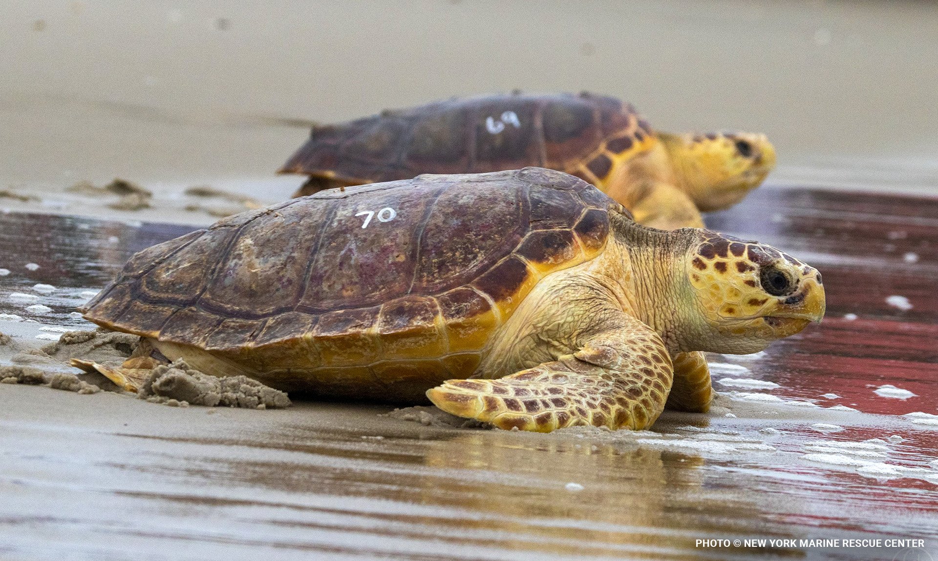 seaturtleblog2