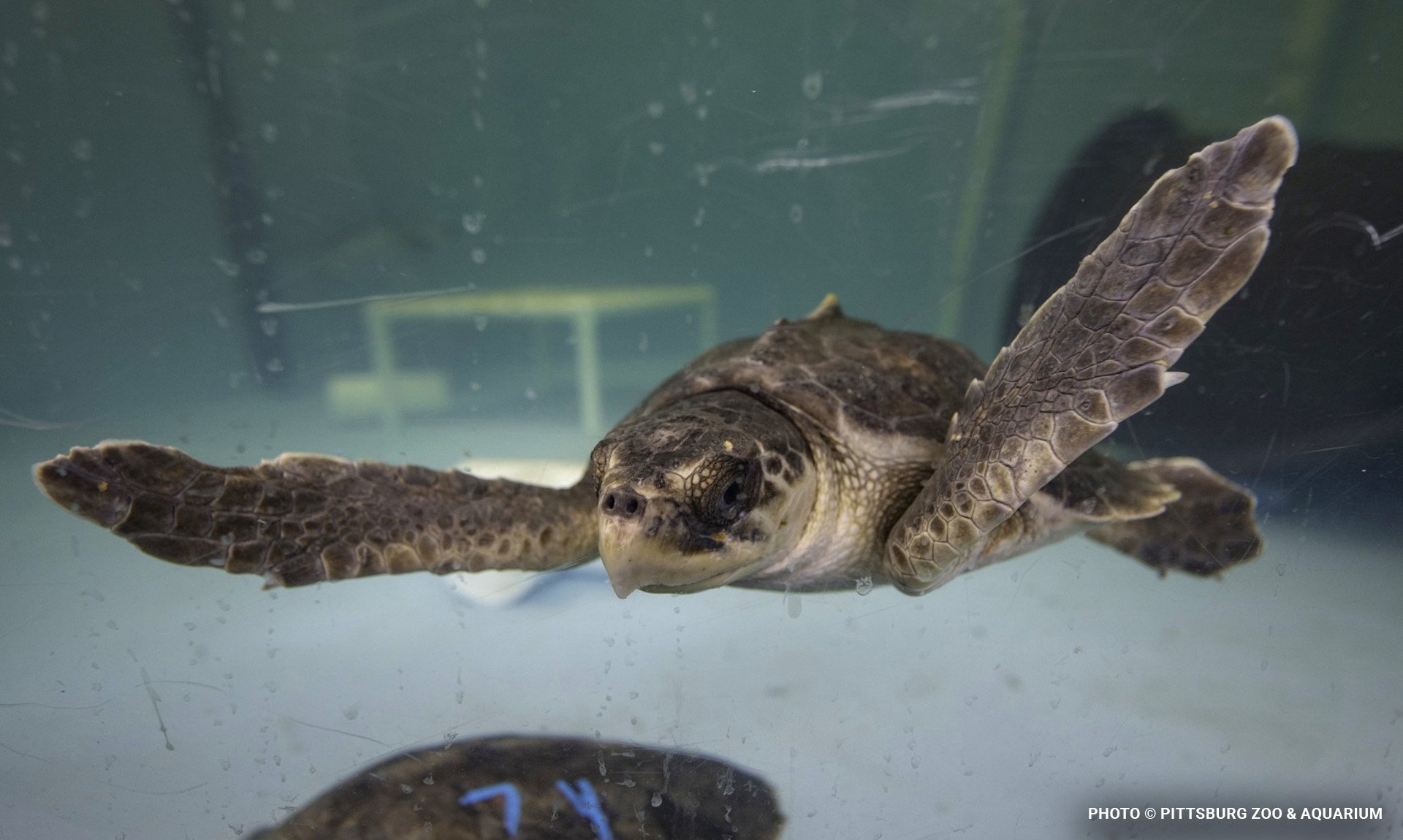 seaturtleblog7