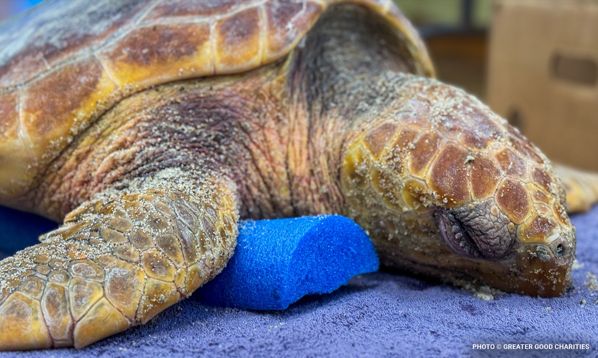 seaturtleblog8