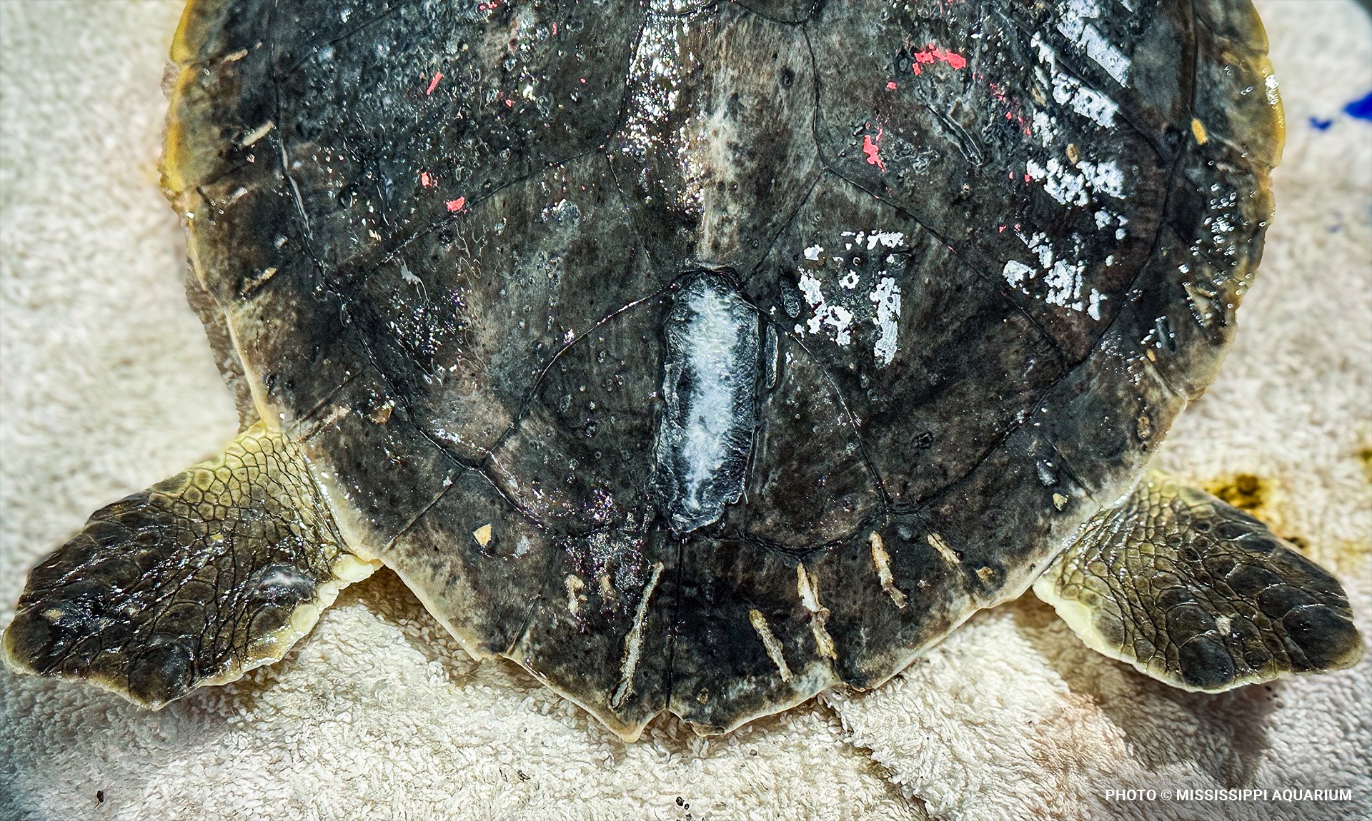seaturtleblog9