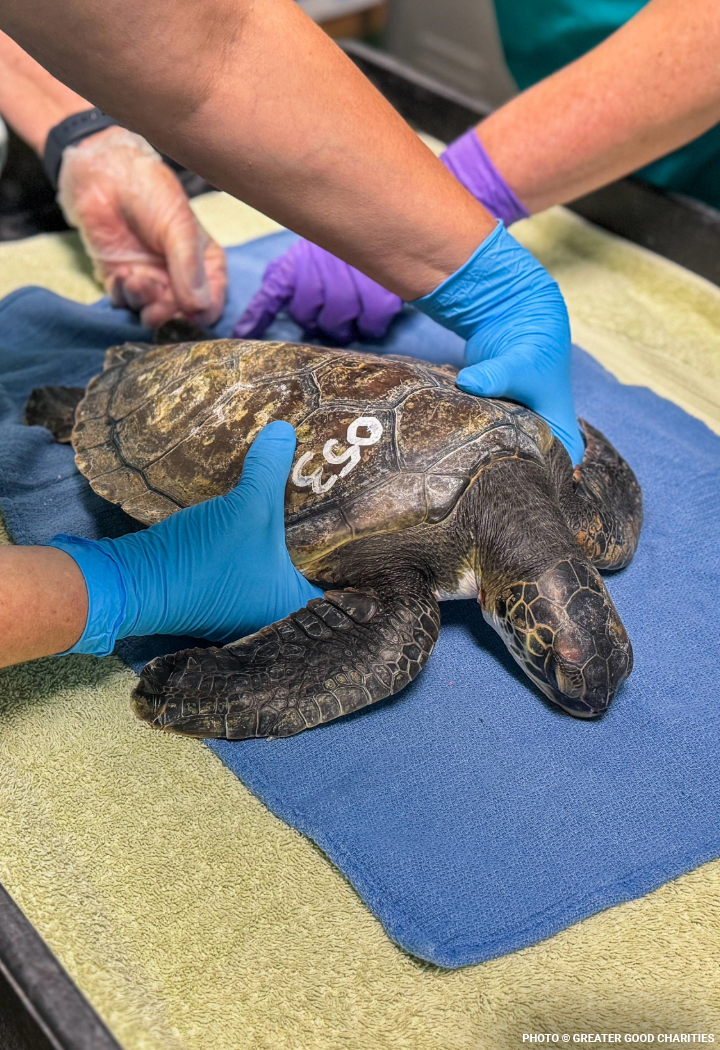 seaturtleheader