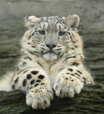 snow leopard from shutterstock (1)