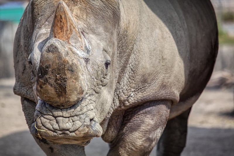 stock-sumatran-rhino-site