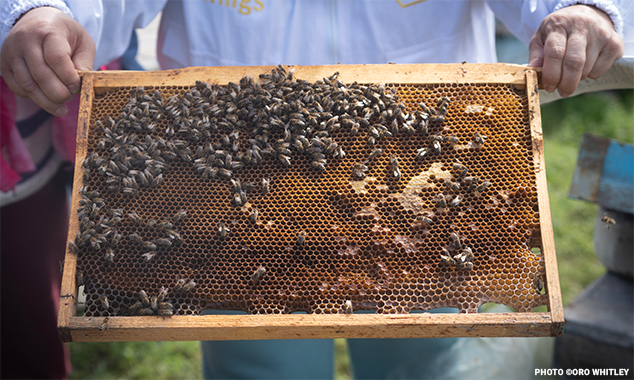 ukrainebee634x380(2)