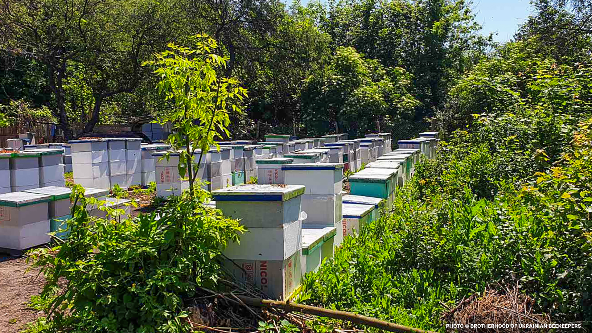 ukrainebeekeepingblog