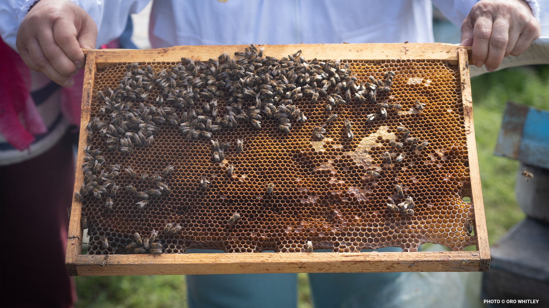 ukrainebeekeepingblog5