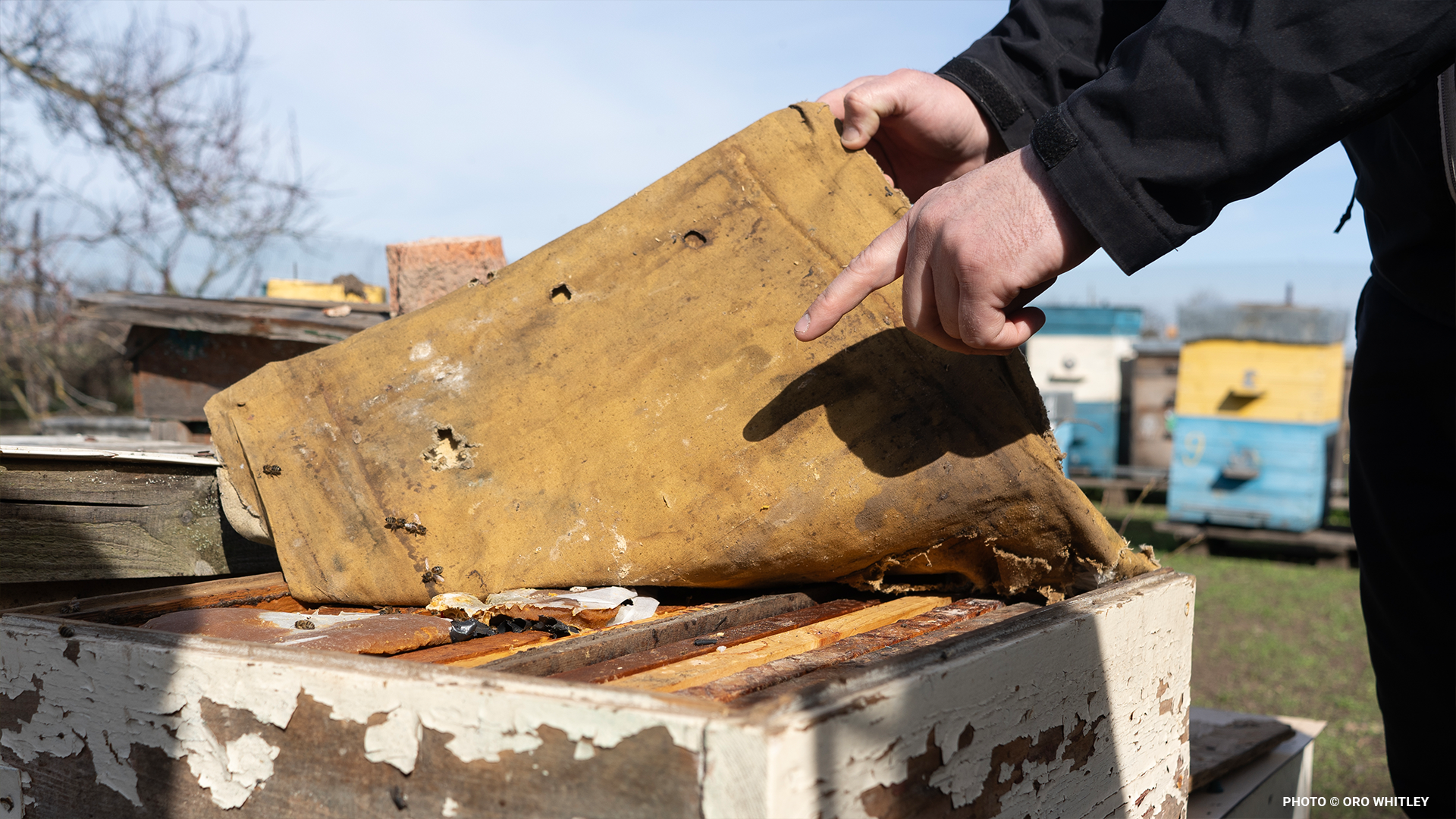 ukrainebeekeepingblog7
