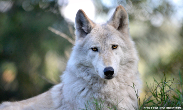 wolves634x380(2)