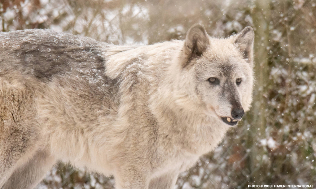 wolves634x380