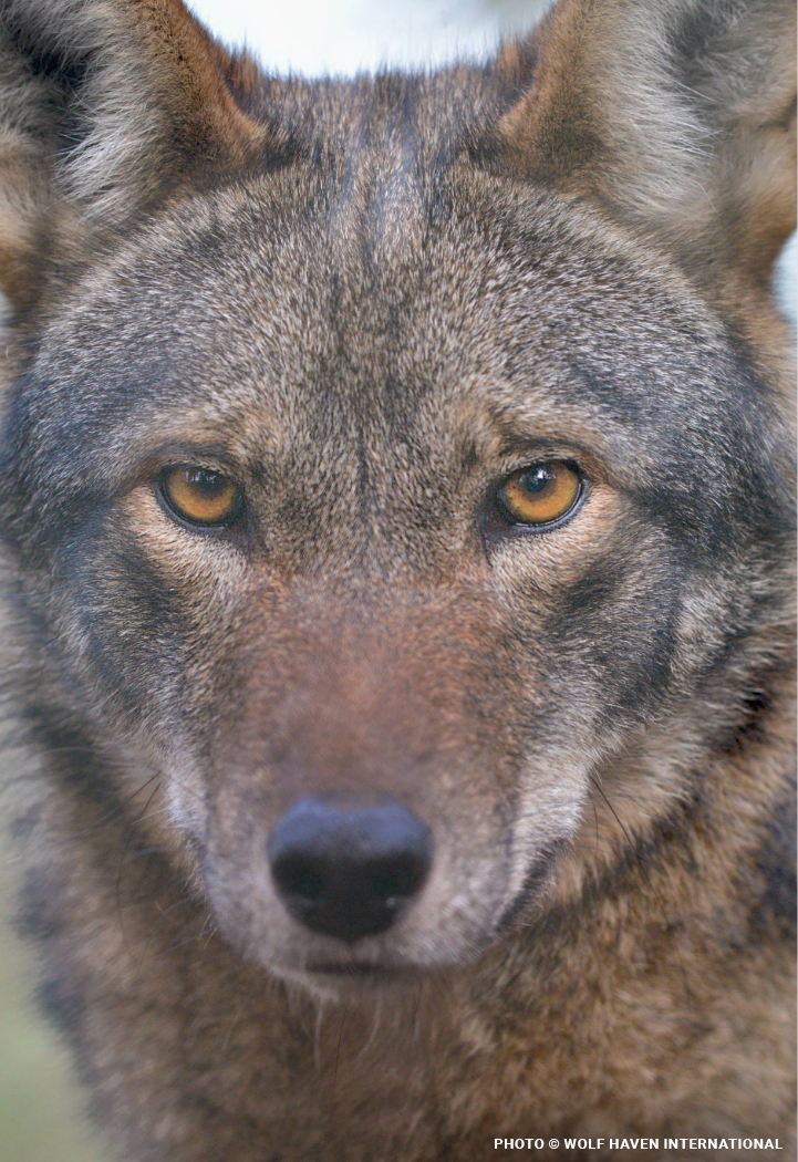 wolves720x1050