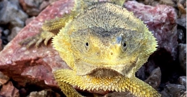 Exploring the Mystery of the Rock Horned Lizard