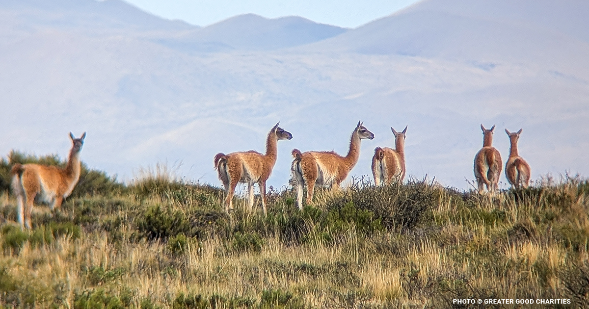 Biodiversity Loss Is a Global Crisis—Here’s Why It Matters