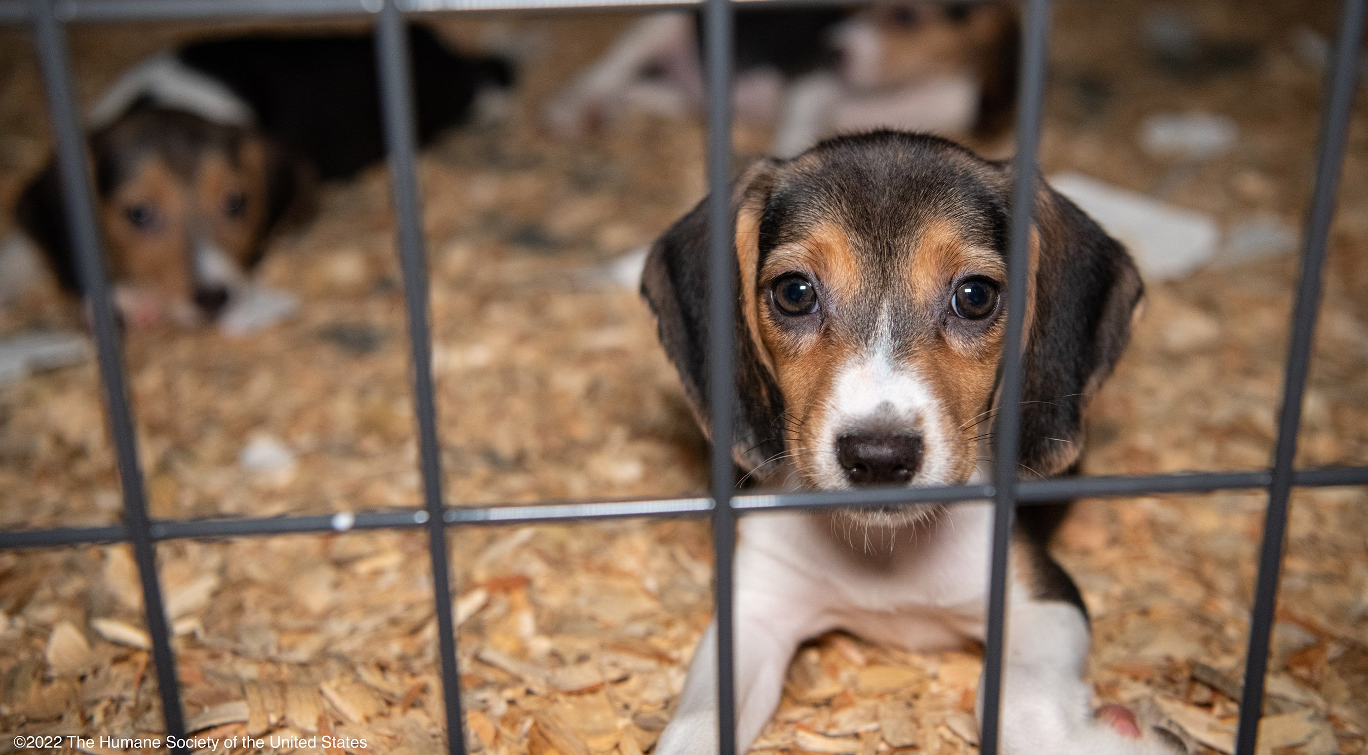 082022_Beagle Puppy Close Up in Kennel_©2022 The Humane Society of the United States-1