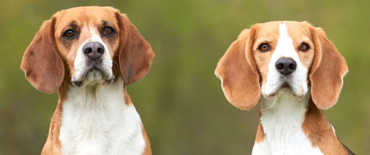 100-plus-rescued-beagles-to-san-diego