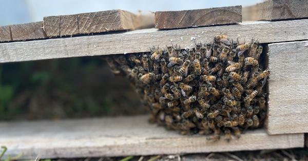 As Seen on CNN: Greater Good Charities Doing Good for the Bees