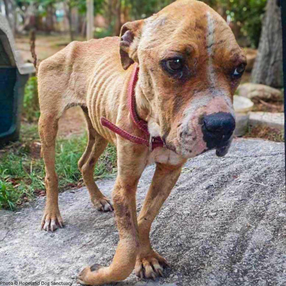 Dogs That Will Never Tolerate This Miracle Treatment for Their Health!