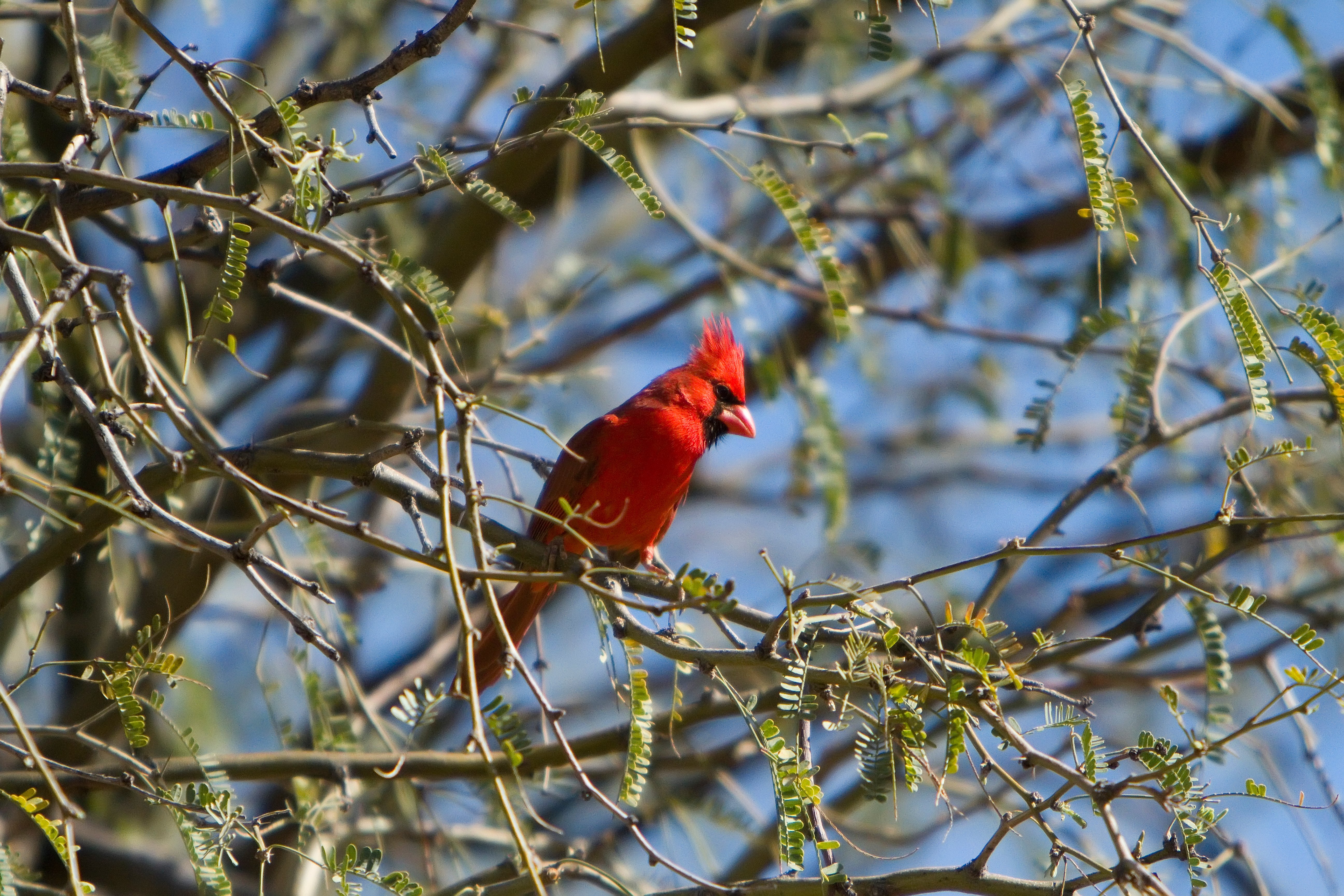 Birds