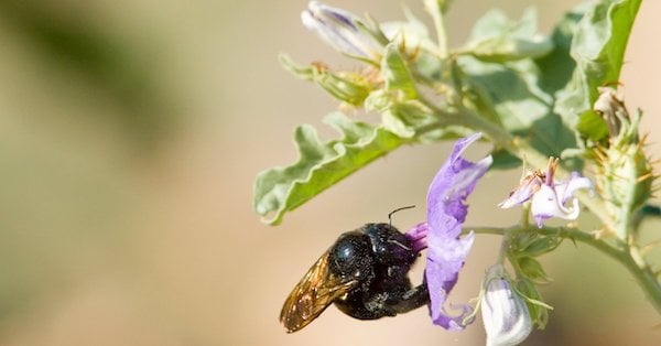 Building a Brighter Future for Bees—and the Planet