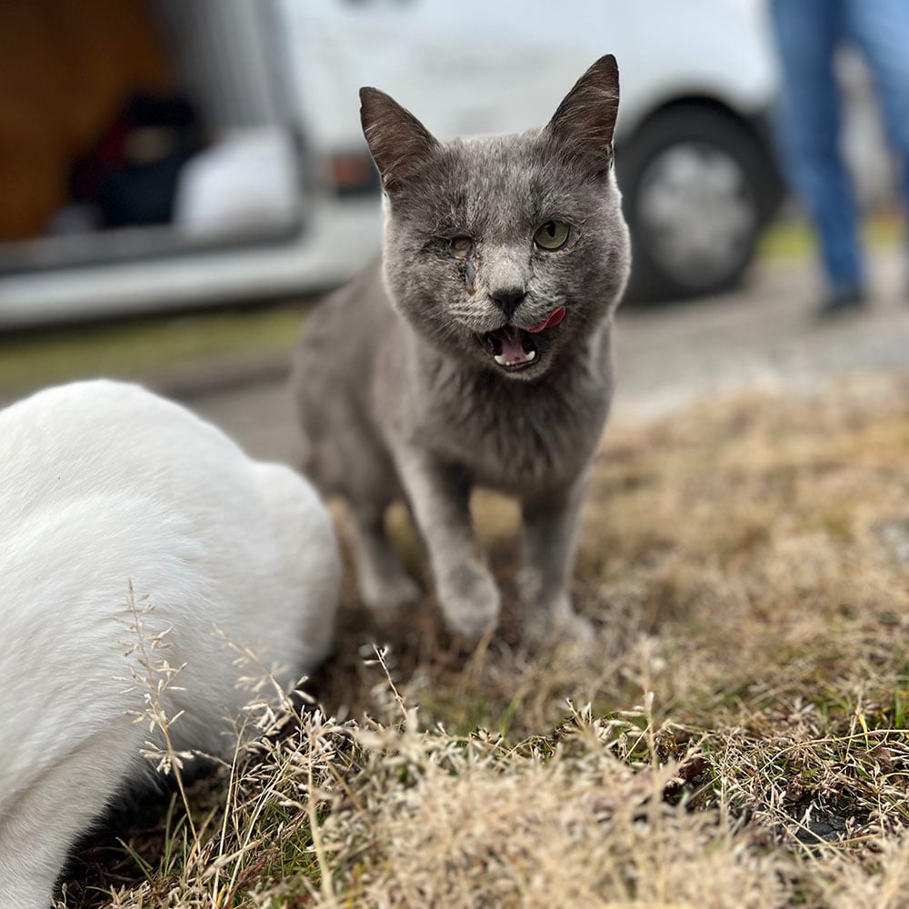 2022-givingtuesday-ukraine-pet-food-drive-photo-credit-ggc-03