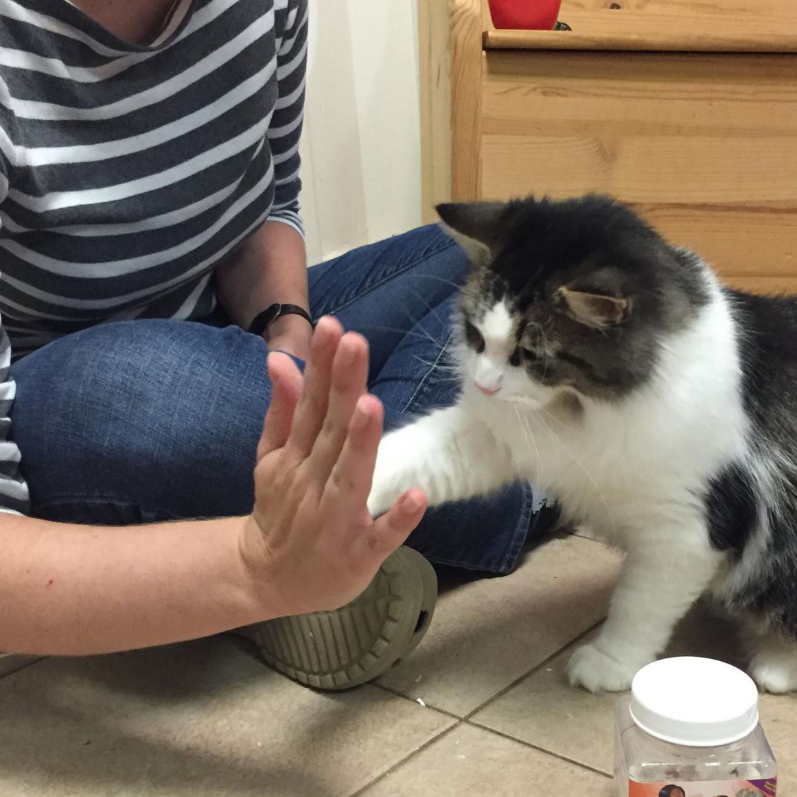 National High Five Day is April 21st - How to Teach Your Cat to High Five