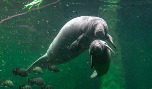 Manatees: What You May Not Know About These Gentle Giants