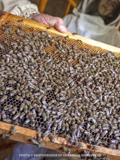 There will be honey': supporting Ukrainian beekeepers in a time of