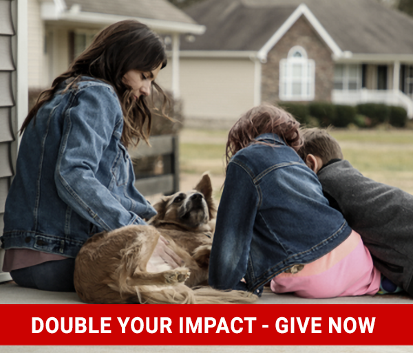 2023-give-good-bow-banner-previews-blue-heart-domestic-violence-double-impact-1