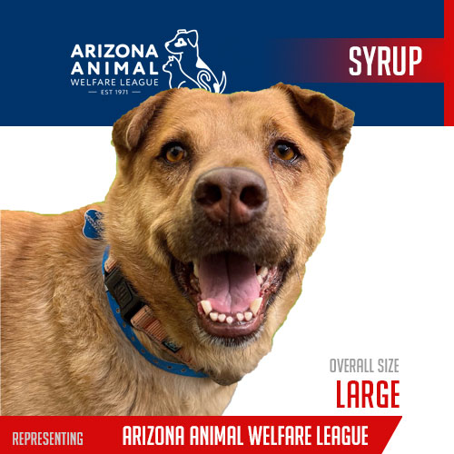 2023-player-card-Arizona-Animal-Welfare-League-Syrup