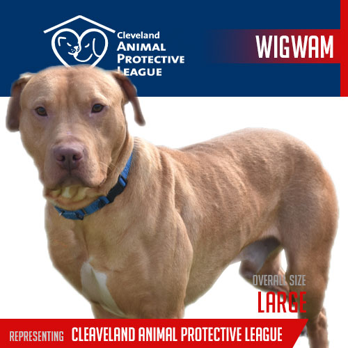 2023-player-card-Cleveland-Animal-Protective-League-Wigwam