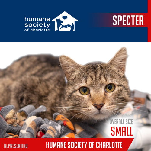 2023-player-card-Humane-Society-of-Charlotte-Specter