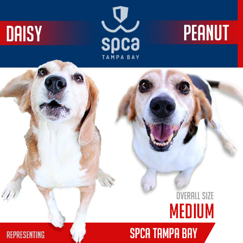 2023-player-card-SPCA-Tampa-Bay-Daisy-and-Peanut