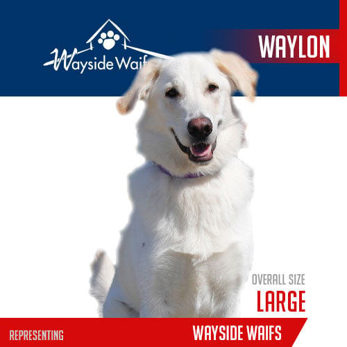 2023-player-card-Wayside-Waifs-Waylon