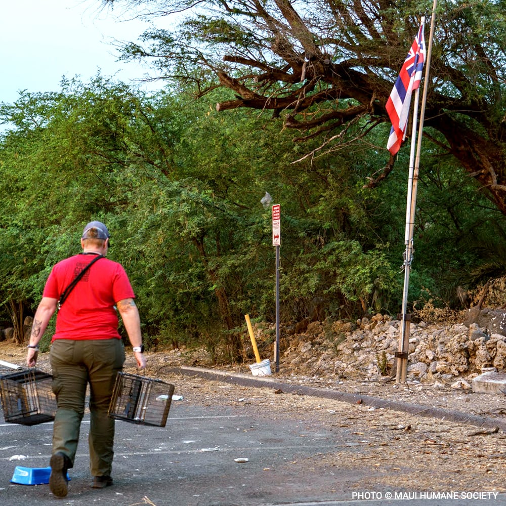 20230828_Maui_Wildfires_volunteer_with_traps_with_hawaiian_flag_MHS_Burn_Zone-03069_©_MHS (1) copy