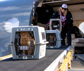 2024-Apr-Maui-Humane-Society-sends-50-cats-to-california